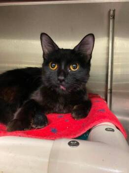 Crackle -  Domestic Short Hair Cat for Adoption in Hobart, Indiana - Crackle | PetCurious