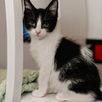Tot -  Domestic Short Hair Cat for Adoption in Los Angeles, California - Tot | PetCurious