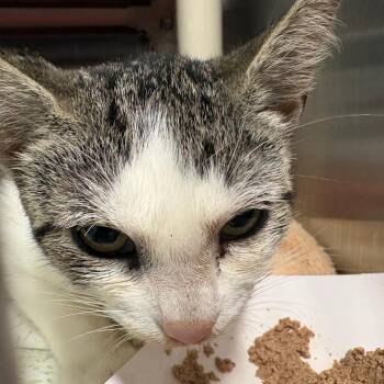 Jenner *Avail 8/15 at Sanford Tractor Supply* -  Domestic Short Hair Cat for Adoption in Kennebunk, Maine - Jenner *Avail 8/15 At Sanford Tractor Supply* | PetCurious
