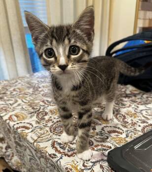 Graham (bonded w/ Marshmallow) -  Domestic Short Hair Cat for Adoption in Philadelphia, Pennsylvania - Graham (bonded W/ Marshmallow) | PetCurious