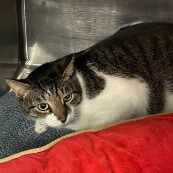 0983-C26 -  Domestic Short Hair Cat for Adoption in Port Charlotte, Florida - 0983-C26 | PetCurious
