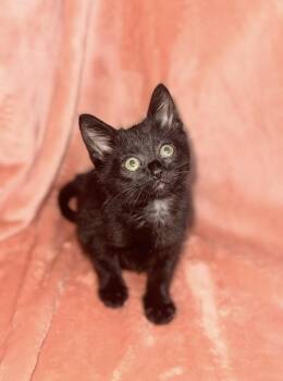 Charlotte -  Domestic Short Hair Cat for Adoption in North Babylon, New York - Charlotte | PetCurious