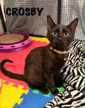 Domestic Short Hair Cats Available for Adoption in Dallas, Pennsylvania - CROSBY | PetCurious