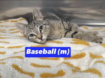 Baseball -  Domestic Short Hair Cat for Adoption in Montville, New Jersey - Baseball | PetCurious