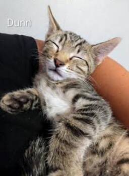 Dunn -  Domestic Short Hair Cat for Adoption in Ruskin, Florida - Dunn | PetCurious