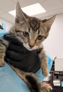 Meeny -  Domestic Short Hair Cat for Adoption in Hartsville, South Carolina - Meeny | PetCurious