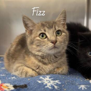 Domestic Short Hair Cats Available for Adoption in Henderson, Kentucky - Fizz | PetCurious