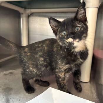 Rescue Domestic Short Hair Cats for Adoption in Carencro, Louisiana - Pop | PetCurious