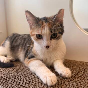 The Purr Story Gang -  Domestic Short Hair Cat for Adoption in Truckee, California - The Purr Story Gang | PetCurious