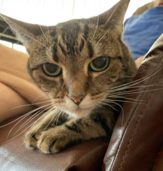 Rescue Domestic Short Hair Cats for Adoption in Naples, Florida - Bright Eyes | PetCurious