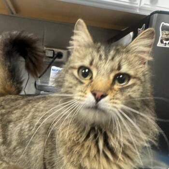 Domestic Long Hair Cats Available for Adoption in Greenville, South Carolina - Frappe | PetCurious