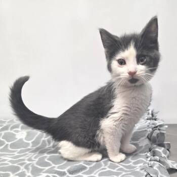 Domestic Short Hair Cats Available for Adoption in Fort Wayne, Indiana - Rolie | PetCurious