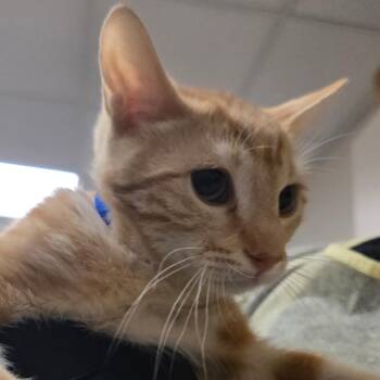 Tyke -  Domestic Short Hair Cat for Adoption in Murray, Utah - Tyke | PetCurious