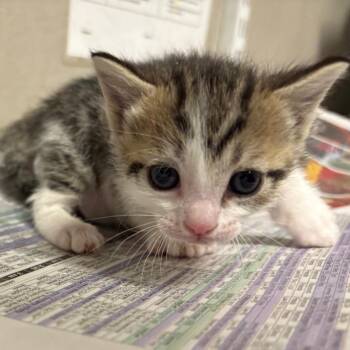 Domestic Short Hair Cats Available for Adoption - Trolli | PetCurious