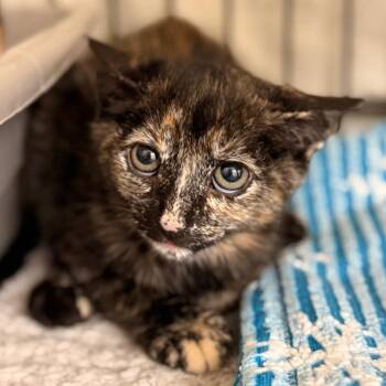 Kaya -  Domestic Short Hair Cat for Adoption in Cumming, Georgia - Kaya | PetCurious