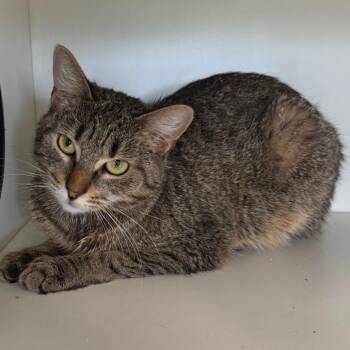 American Bobtail Cats Available for Adoption - Sunny | PetCurious