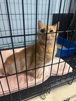 Domestic Short Hair Cats Available for Adoption - Peony | PetCurious