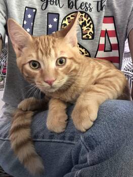 Mandarin -  Domestic Short Hair Cat for Adoption in Seven Valleys, Pennsylvania - Mandarin | PetCurious
