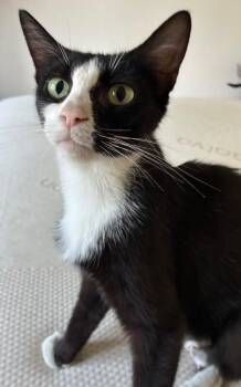 Harper -  Domestic Short Hair Cat for Adoption - Harper | PetCurious