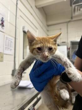 Kroger -  Domestic Short Hair Cat for Adoption in Fruit Heights, Utah - Kroger | PetCurious