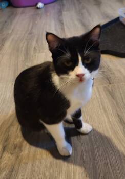 Domestic Short Hair Cats Available for Adoption - Chomp | PetCurious