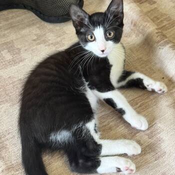 Ozzie -  Domestic Short Hair Cat for Adoption in Philadelphia, Pennsylvania - Ozzie | PetCurious