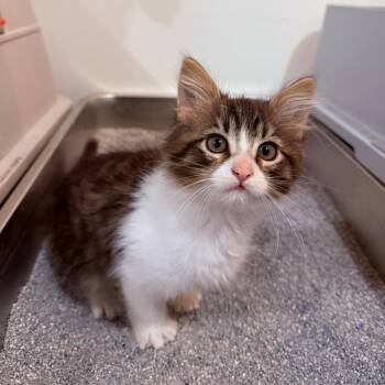 Autumn Crock -  Domestic Medium Hair Cat for Adoption in Eagle Mountain, Utah - Autumn Crock | PetCurious