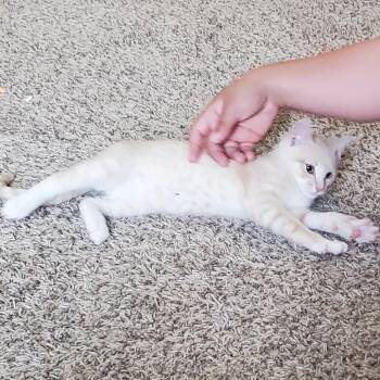 Dirty Bubble -  Domestic Short Hair Cat for Adoption in York, Pennsylvania - Dirty Bubble | PetCurious