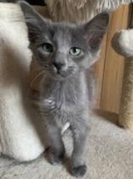 Beethoven (bonded with Figaro) -  Domestic Short Hair Cat for Adoption in Pickering, Ontario - Beethoven (bonded With Figaro) | PetCurious