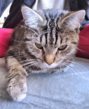 Juneau -  Tabby Cat for Adoption in Rutherfordton, North Carolina - Juneau | PetCurious