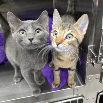 Christopher -  Russian Blue Cat for Adoption in Spokane, Washington - Christopher | PetCurious