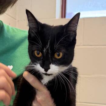 Shadow -  Domestic Short Hair Cat for Adoption in Slidell, Louisiana - Shadow | PetCurious
