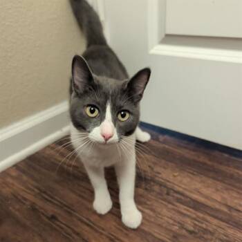 SAMSON -  Domestic Short Hair Cat for Adoption in San Antonio, Texas - SAMSON | PetCurious