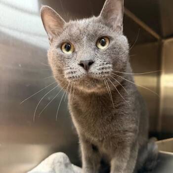 James -  Domestic Short Hair Cat for Adoption in Madison, Wisconsin - James | PetCurious