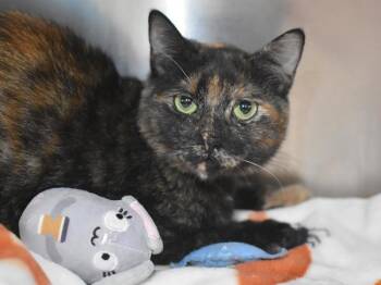 Domestic Short Hair Cats Available for Adoption - Snickers | PetCurious