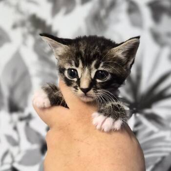 Domestic Medium Hair Cats Available for Adoption in Wahiawa, Hawaii - Static | PetCurious