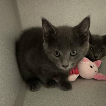 Violet -  Domestic Medium Hair Cat for Adoption in Priest River, Idaho - Violet | PetCurious