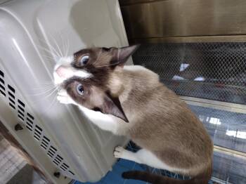 Rescue Siamese and Domestic Short Hair Cats for Adoption in Mineola, Texas - Avie | PetCurious