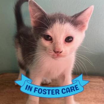 Domestic Short Hair Cats Available for Adoption in Tallahassee, Florida - GARNET | PetCurious