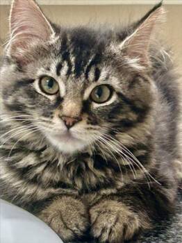 *BEAUTY -  Domestic Long Hair Cat for Adoption in Woodland, California - *BEAUTY | PetCurious