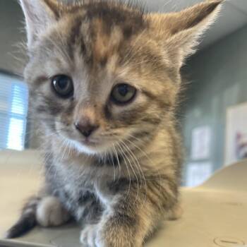 Domestic Short Hair Cats Available for Adoption in Lenexa, Kansas - Daffodil | PetCurious