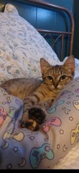 Rescue Tabby Cats for Adoption in Valdosta, Georgia - Poppy | PetCurious