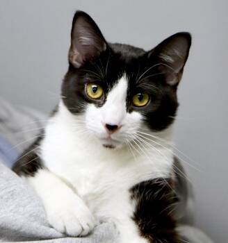 Domestic Short Hair Cats Available for Adoption - Peyton (AO36101) | PetCurious