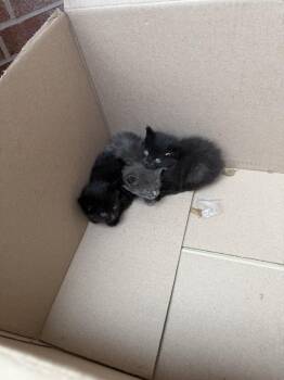 Domestic Medium Hair Cats Available for Adoption in Highland Village, Texas - Stray Kitten 3 | PetCurious