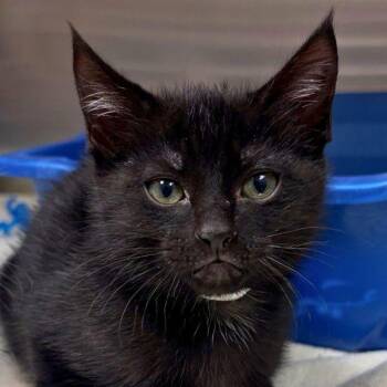 Blue Velvet -  Domestic Short Hair Cat for Adoption in Walnut Creek, California - Blue Velvet | PetCurious