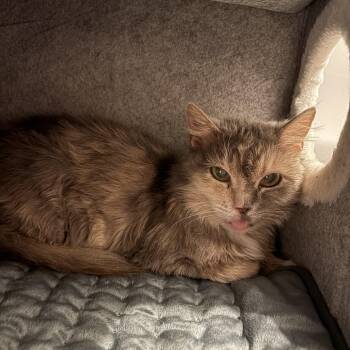 Subie -  Domestic Short Hair Cat for Adoption in Tampa, Florida - Subie | PetCurious