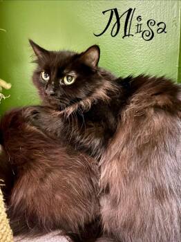 Domestic Long Hair Cats Available for Adoption - Misa | PetCurious