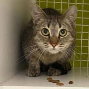 Little Man -  Domestic Short Hair Cat Available for Adoption in Tallahassee, Florida - Little Man | PetCurious