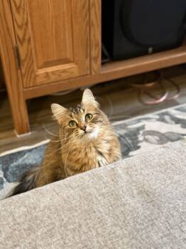 Rescue Domestic Medium Hair Cats for Adoption - Willow | PetCurious