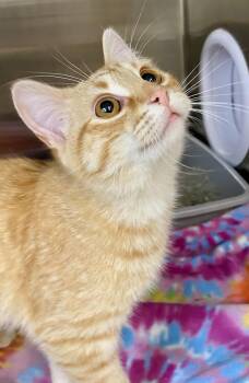 Domestic Short Hair and Tabby Cats Available for Adoption - Luke | PetCurious